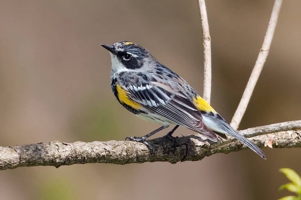 Yellow-rumped Warbler, m by Kelly Colgan Azar is licensed under CC BY-ND 2.0.